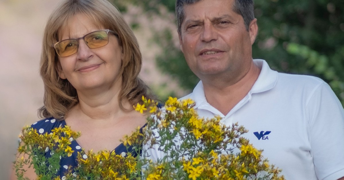 Millepertuis Hypericum perforatum récolté par la famille Ralchevi