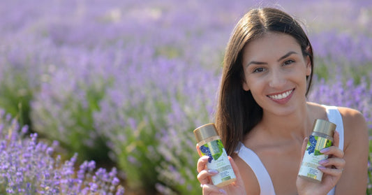 Lavande Lavandula angustifolia et Hydrobiotic Lavande et Menthe dans le champ de lavande