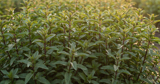 Menthe poivrée Mentha piperita et Eau de Menthe Poivrée Bio Hydrolina
